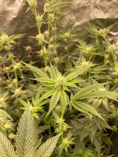 Pineapple Mojito S1. Week 15