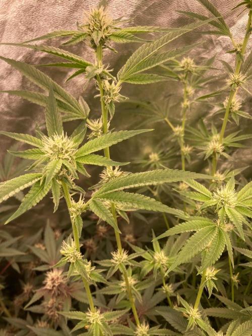 Pineapple Mojito S1. Week 15