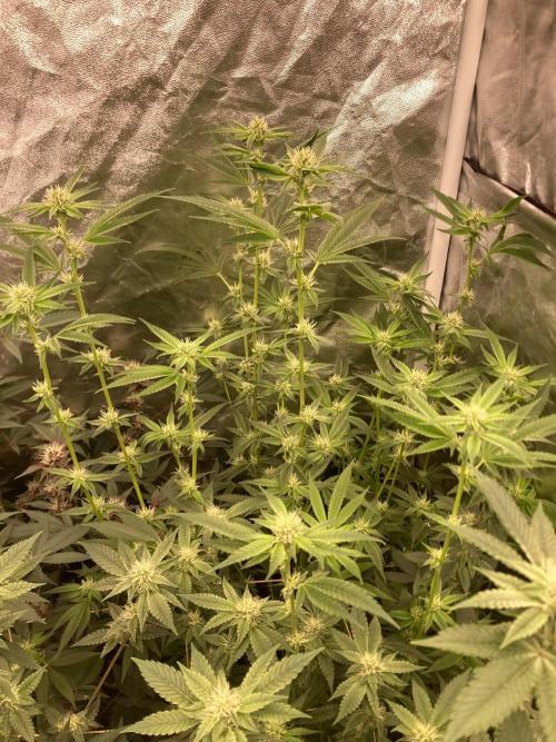 Pineapple Mojito S1. Week 15