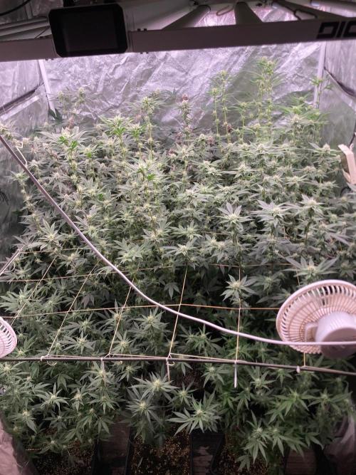 Pineapple Mojito S1. Week 15