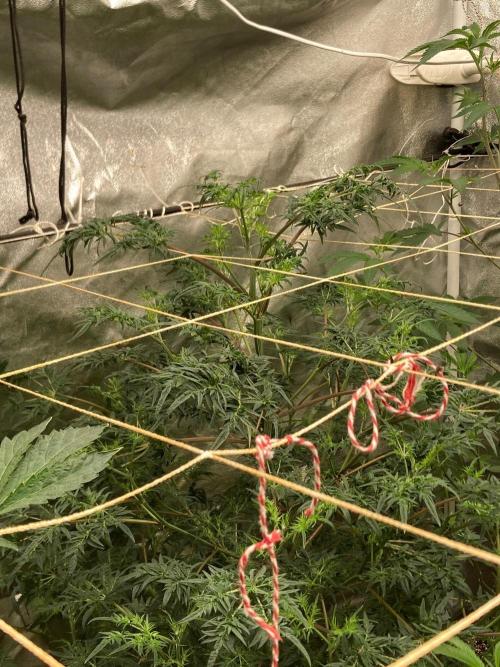 Frosty’s Purple Freak (Khalifa). Week 15