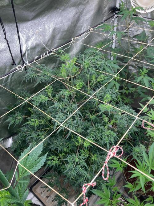 Frosty’s Purple Freak (Khalifa). Week 15
