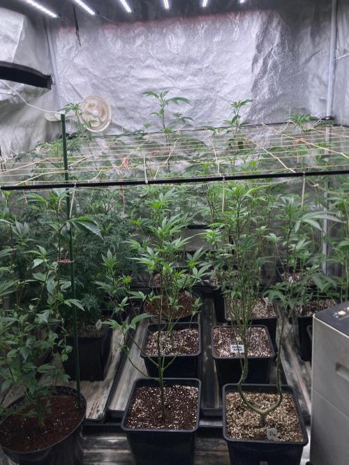 Frosty’s Purple Freak. Week 15