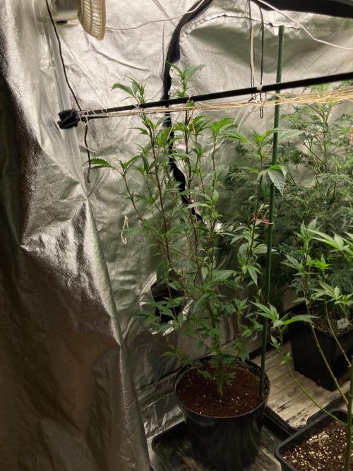 Final Chrome Dome Clone (Compound ). Week 1