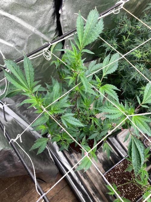 Final Chrome Dome Clone (Compound ). Week 1
