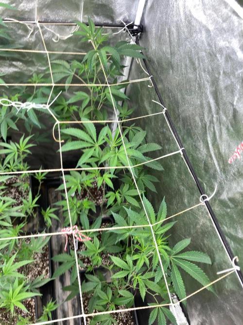 Rainbow Marker #2 (LIT Farms). Week 1