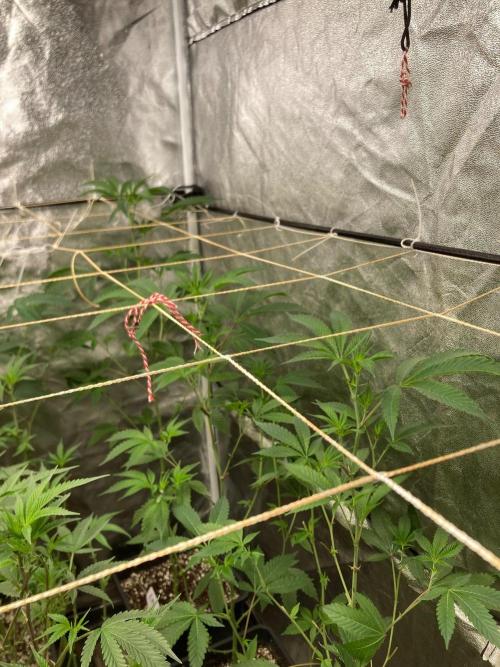 Rainbow Marker #2 (LIT Farms). Week 1