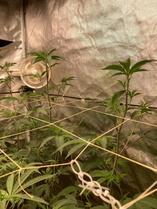 Rainbow Marker #4 (LIT Farms). Week 1