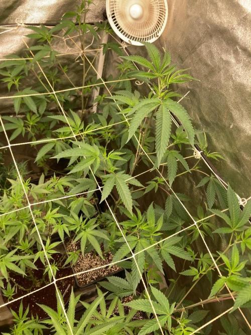 Rainbow Marker #4 (LIT Farms). Week 1