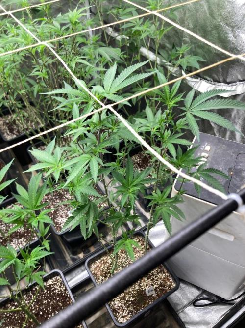 Do-lato V2 (In House Genetics). Week 18