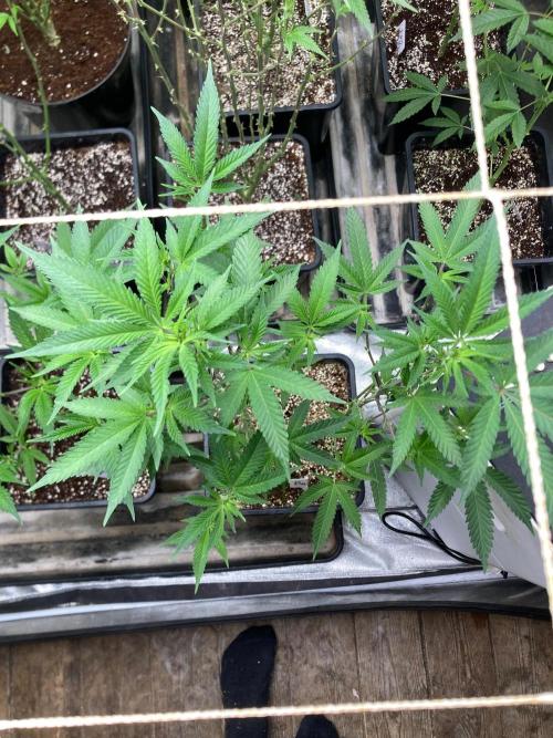 Do-lato V2 (In House Genetics). Week 18