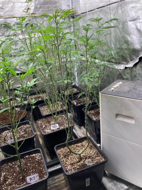 Do-lato V2 (In House Genetics). Week 18