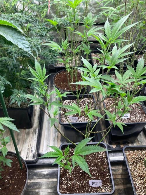 Blackcherry Punch Clones (In House Gen). Week 1