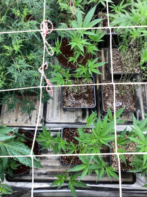 Blackcherry Punch Clones (In House Gen). Week 1