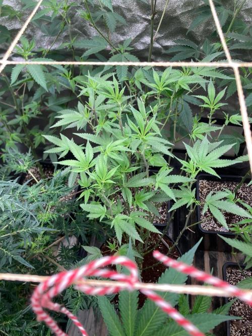 Black Rainbow (LIT Farms). Week 18
