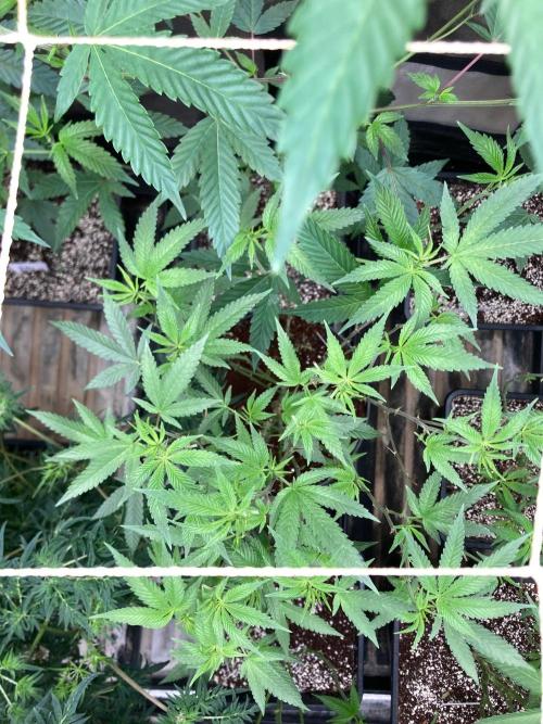 Black Rainbow (LIT Farms). Week 18