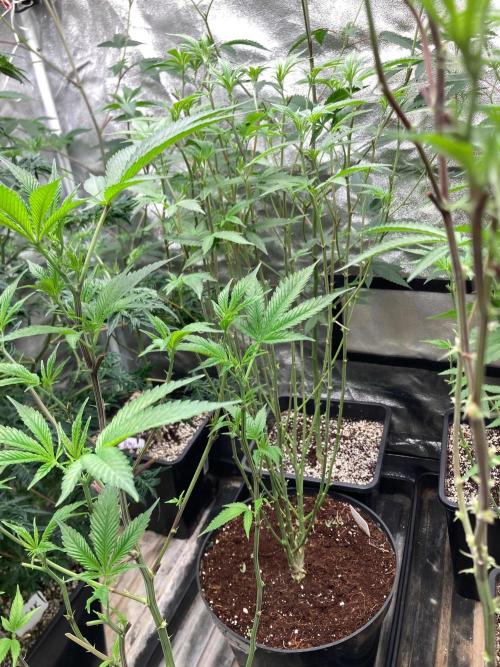 Black Rainbow (LIT Farms). Week 18