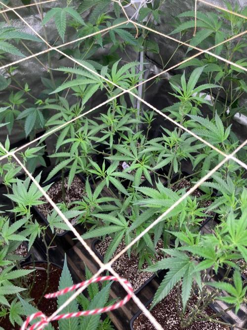 Apples & Bananas x Zoda (Umami Seed Co). Week 15