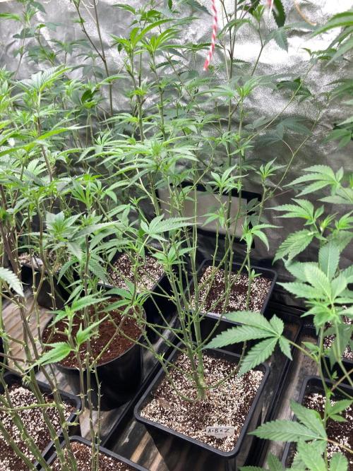 Apples & Bananas x Zoda (Umami Seed Co). Week 15