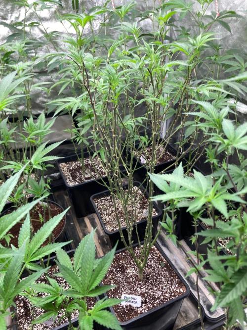 Rainbow Marker #6 (LIT Farms). Week 1
