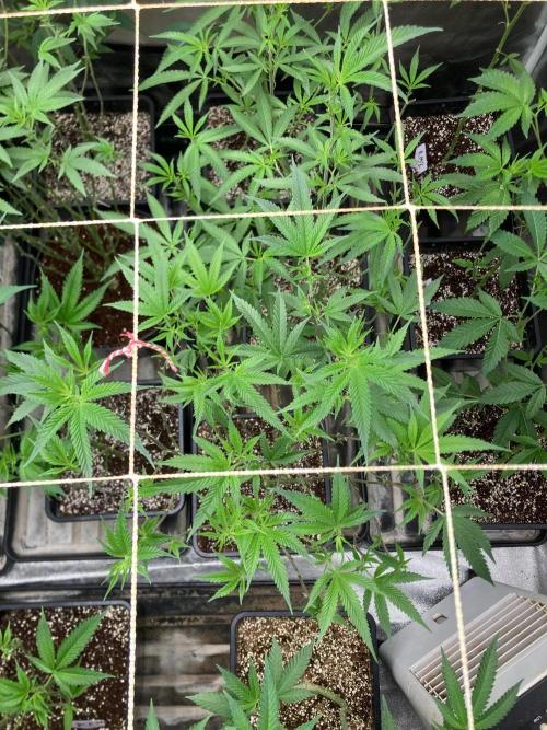 Rainbow Marker #6 (LIT Farms). Week 1