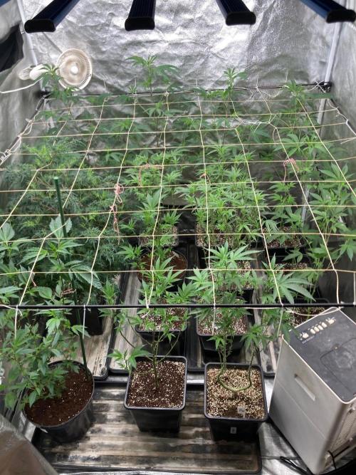 Rainbow Marker #6 (LIT Farms). Week 1