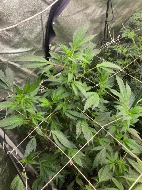 Final Chrome Dome Clone (Compound ). Week 2