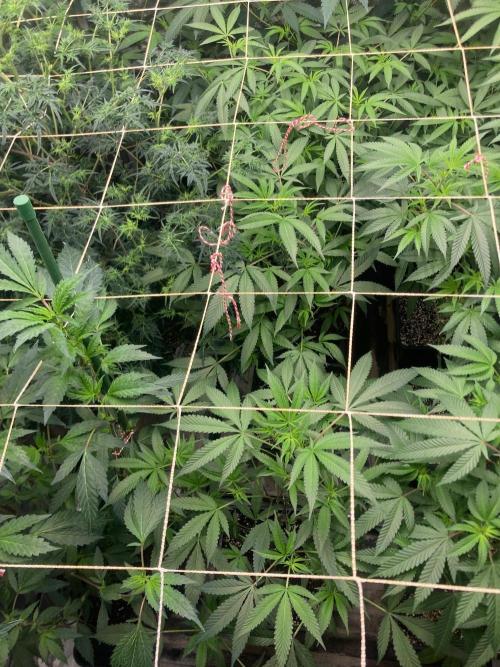 Blackcherry Punch Clones (In House Gen). Week 2