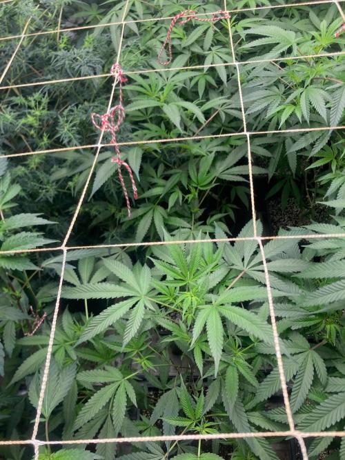 Blackcherry Punch Clones (In House Gen). Week 2