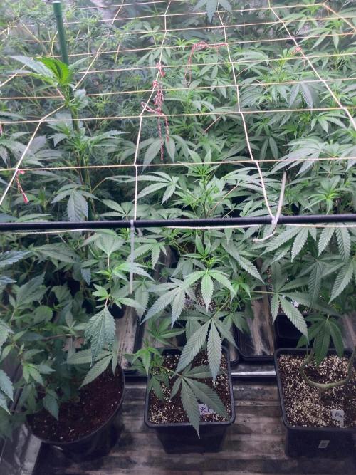 Blackcherry Punch Clones (In House Gen). Week 2