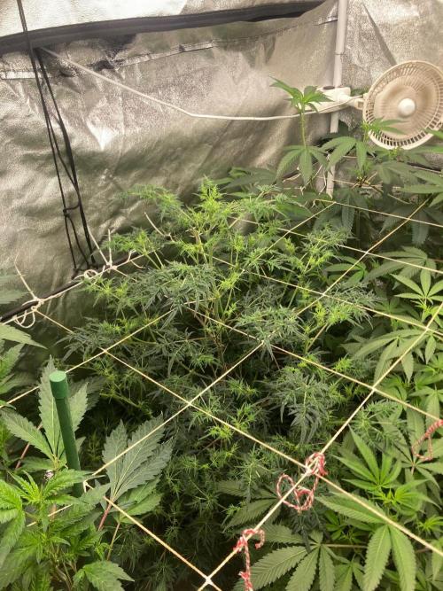 Frosty’s Purple Freak (Khalifa). Week 16
