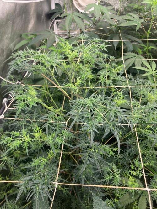Frosty’s Purple Freak (Khalifa). Week 16