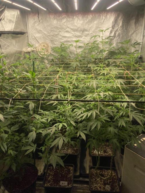 Frosty’s Purple Freak. Week 16