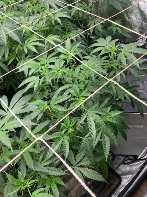 Do-lato V2 (In House Genetics). Week 19