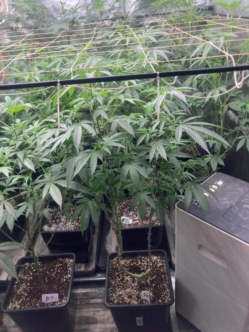 Do-lato V2 (In House Genetics). Week 19