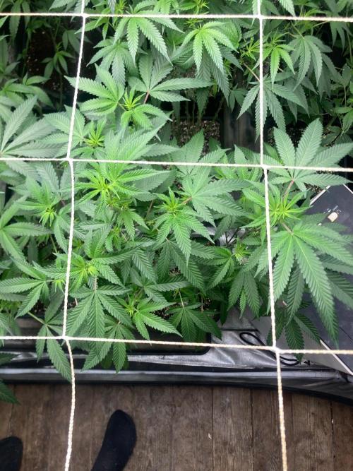 Do-lato V2 (In House Genetics). Week 19
