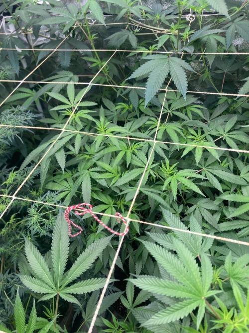 Black Rainbow (LIT Farms). Week 19