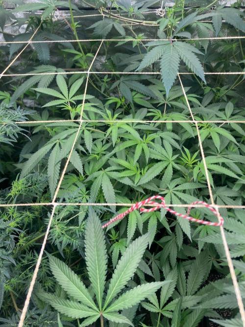 Black Rainbow (LIT Farms). Week 19