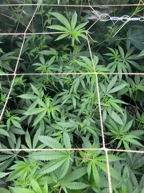 Apples & Bananas x Zoda (Umami Seed Co). Week 16