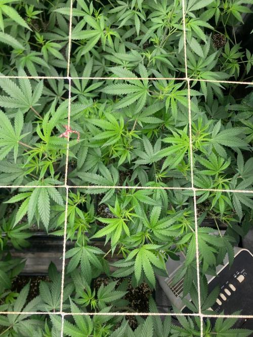 Rainbow Marker #6 (LIT Farms). Week 2