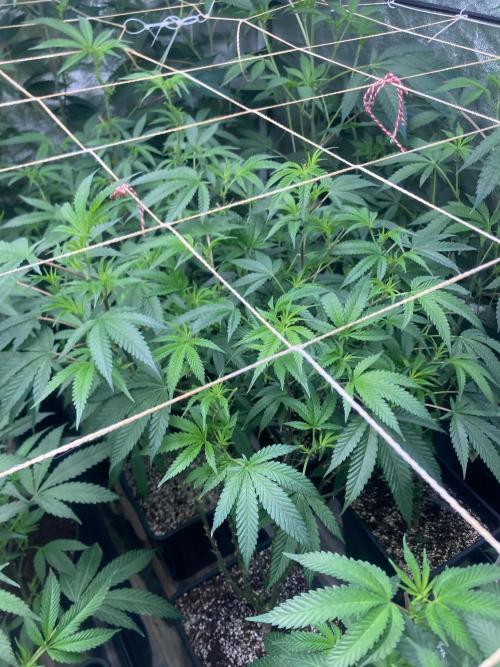 Rainbow Marker #6 (LIT Farms). Week 2
