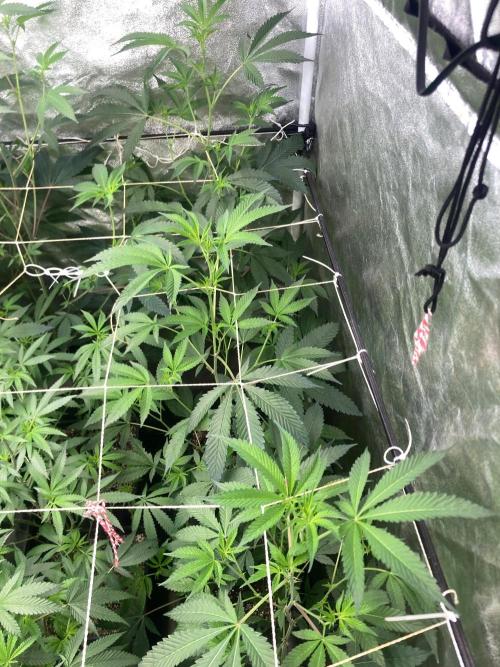 Rainbow Marker #2 (LIT Farms). Week 2
