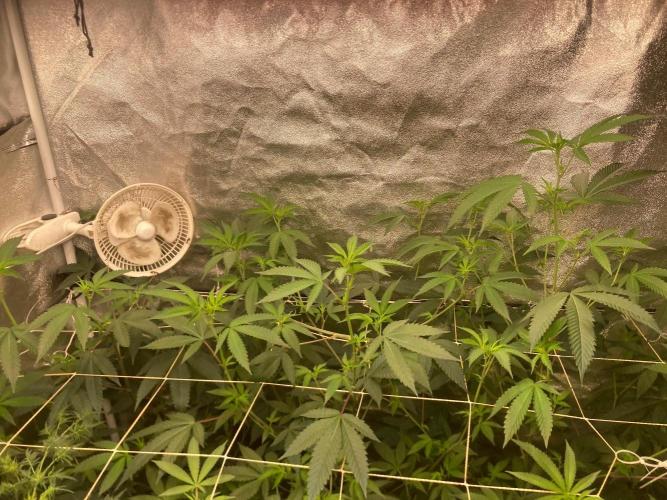 Rainbow Marker #4 (LIT Farms). Week 2