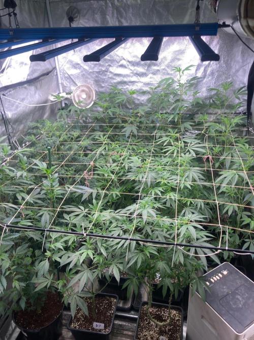 Rainbow Marker #4 (LIT Farms). Week 2