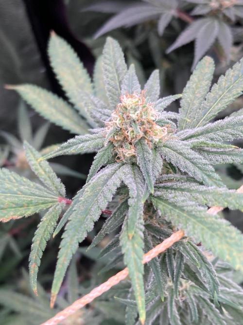 White Rhino (Green House Seeds). Week 20