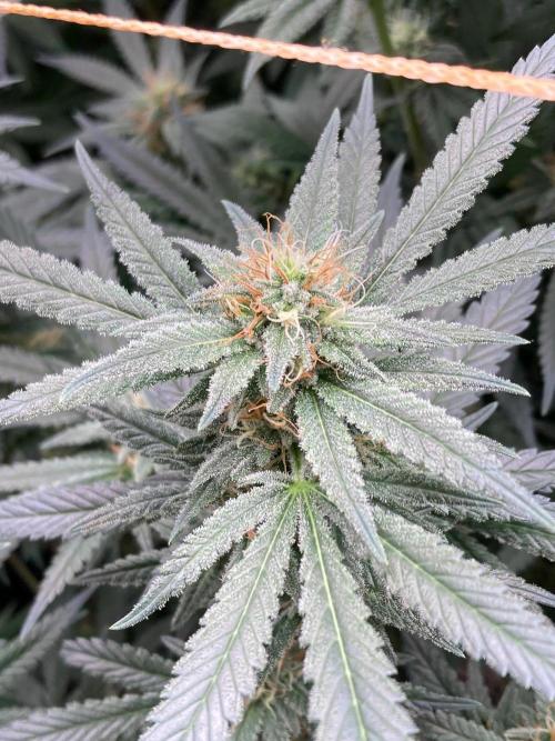 White Rhino (Green House Seeds). Week 20