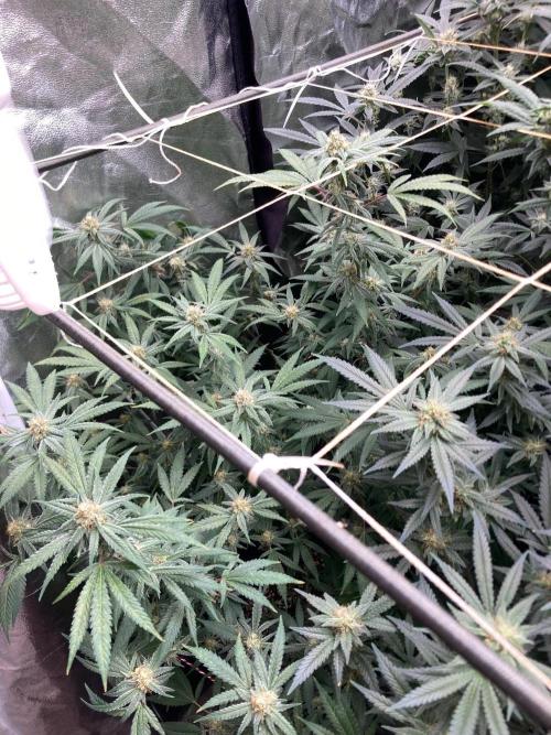 White Rhino (Green House Seeds). Week 20