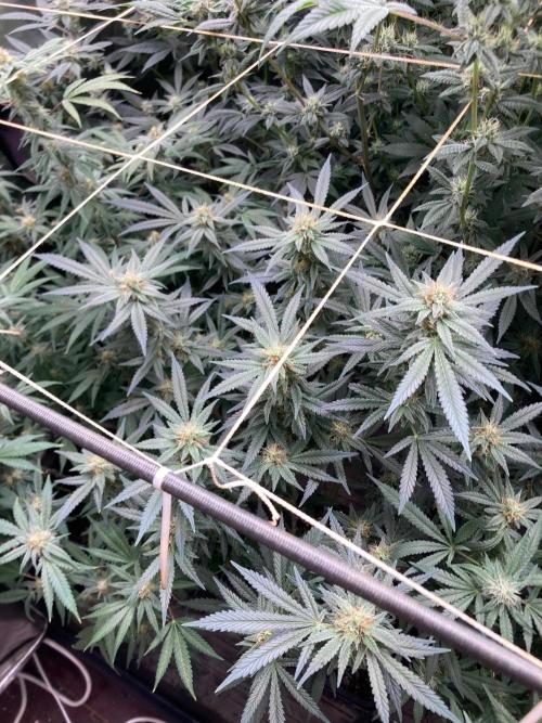 White Rhino (Green House Seeds). Week 20