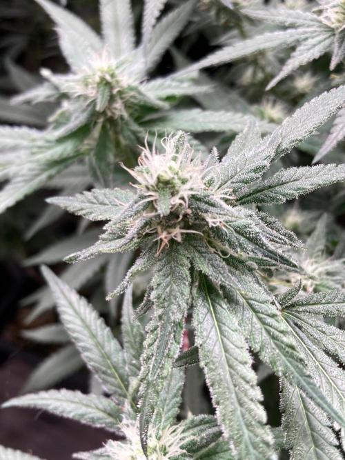 White Rhino (Green House Seeds). Week 20