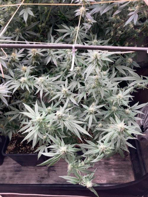 White Rhino (Green House Seeds). Week 20